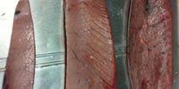 すごい脂のってる