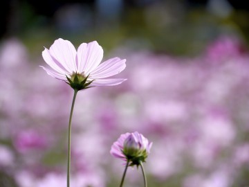 cosmos-65374_640