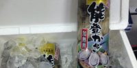 本日は能登から牡蠣入荷しました