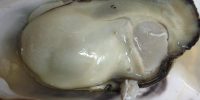 奥松島鳴瀬の牡蠣