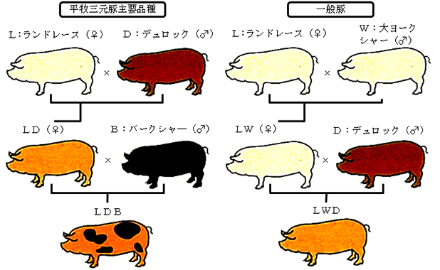 pig01