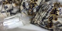 奥松島鳴瀬牡蠣入荷