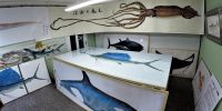 深海魚のカラー魚拓作品展示会　山本 龍香さんの写真