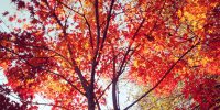 #japan #紅葉