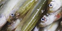 火曜日お魚day