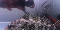 お家水族館完成！