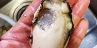明日6月5日「とんかつぼたん」のお知らせです。