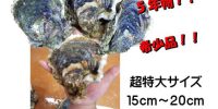 本日より販売開始!!