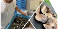 日本一の岩ガキ「茂牡蠣」埼玉県初上陸!!