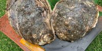 地元でしか食べられない千葉県九十九里浜産天然茂牡蠣がやってくる