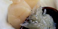 明日2月14日 火曜日お魚DAYメニュー